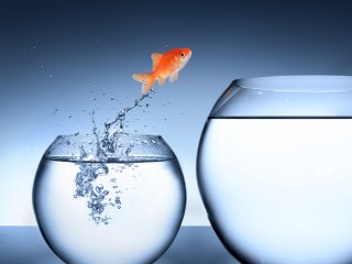 Goldfish jumping from smaller fish bowl to larger one