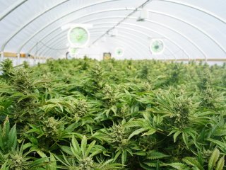 Cannabis Commercial Growing